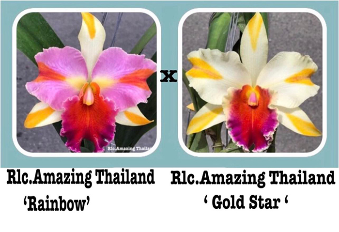 Rhyncholaeliocattleya Amazing Tailand 'Rainbow' x Amazing Tailand 'Gold Star'