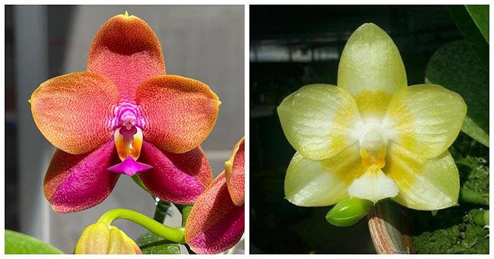 Phalaenopsis (Judy Su x Yaphon Lover)
