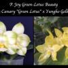 Phalaenopsis Joy Green-Lotus Beauty seedling