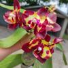 Phalaenopsis Haur Jhih Prince x (Yaphon Sir-KS Happy Eagle) 'Black spot'