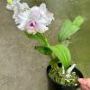 Dendrobium Anucha Flare