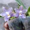 Phalaenopsis Mituo Blue Cat 'Azure Mushroom'
