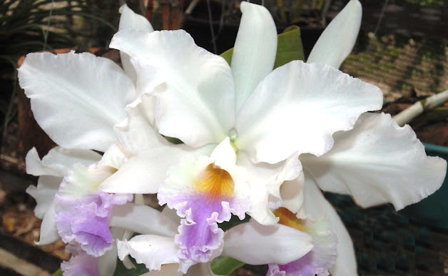 Cattleya labiata amoena 'Fowleyana'