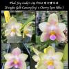 Phalaenopsis Joy Lady's Lip Print (Yungho Gelb Canary 'Joy' x Cherry Spot Alba) seedling