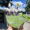 Phalaenopsis violacea blue 'C-1'