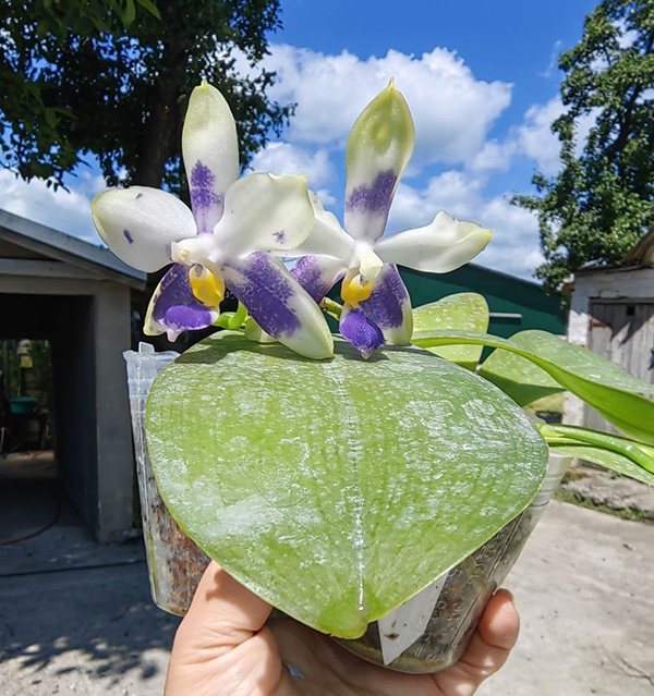 Phalaenopsis violacea blue 'C-1'