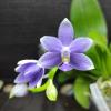 Phalaenopsis Lioulin Blue Star