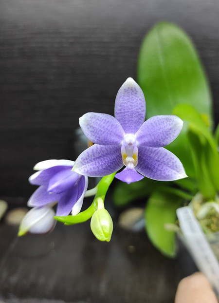 Phalaenopsis Lioulin Blue Star