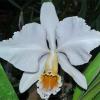 Cattleya percivaliana alba nativa (division)