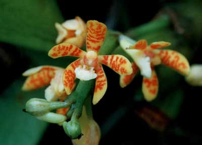 Цветонос орхидеи Acampe ochracea 15-20 см. Цветки диаметром 3-5 см.