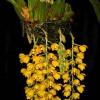 Acineta chrysantha