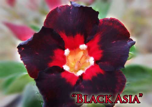 Adenium Black Asia