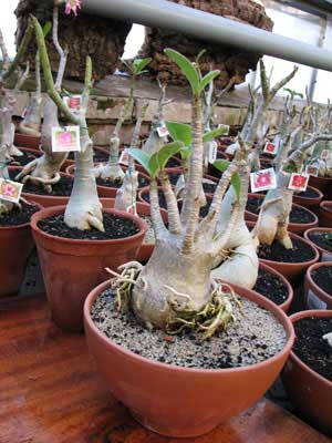 Adenium dwarf bonsai