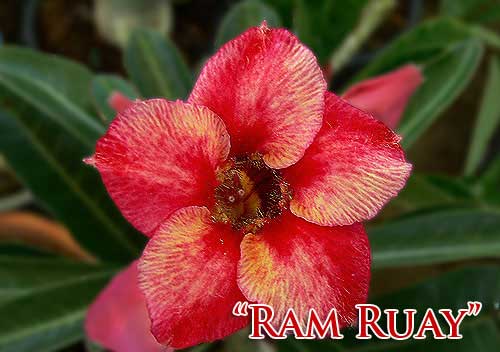Adenium Ram Ruay