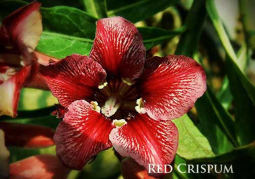 Adenium Red Crispum