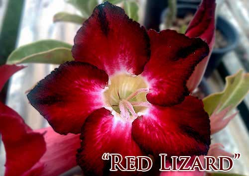 Adenium Red Lizard