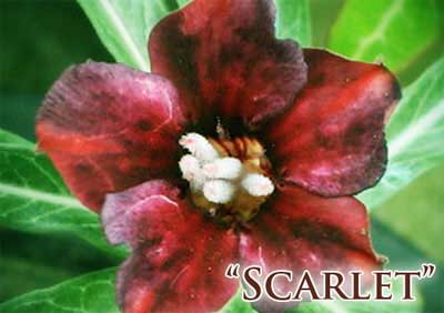 Adenium Scarlet