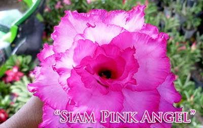 Adenium Siam Pink Angel