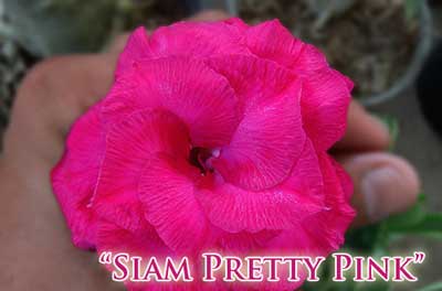 Adenium Siam Pretty Pink