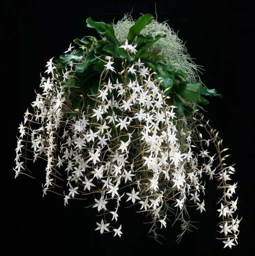 Цветонос орхидеи Aerangis biloba 10-20 см, со множеством белых цветков со шпорцами, пахнущими в ночное время жасмином.