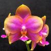 Phalaenopsis AL Redsun Queen 'Carribean Sunset' (clone)