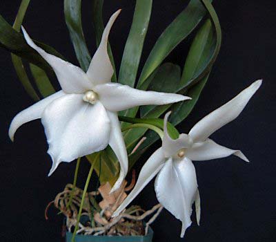 Angraecum Lemforde White Beauty
