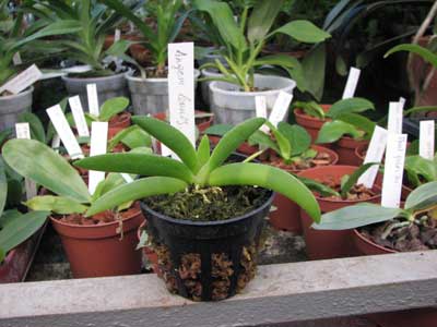 Angraecum leonis