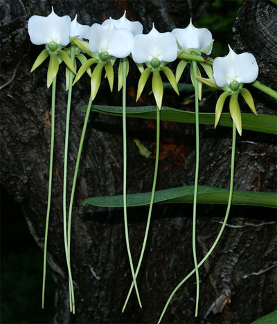 Angraecum longicalcar