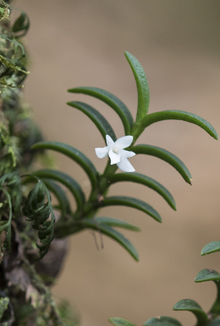 Angraecum pectinatum