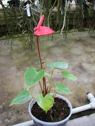 Anthurium andreanum 'Nano Red'