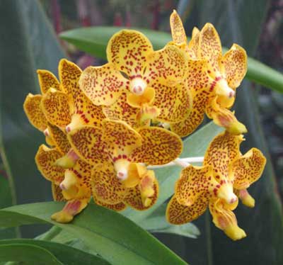 Ascocenda Kenny Gold x Vanda denisoniana