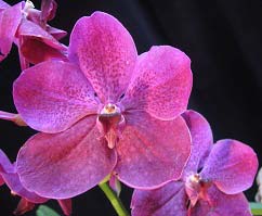 Ascocenda Kultana Brown x Vanda Patcharee's Delight