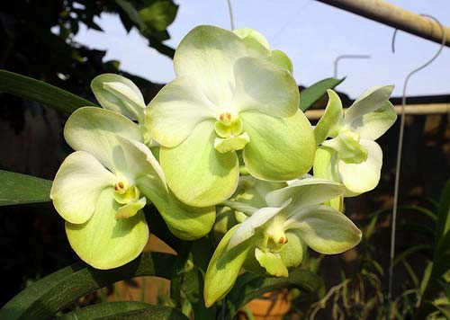 Ascocenda Kultana White Wing x Vanda Kultana Green Gold