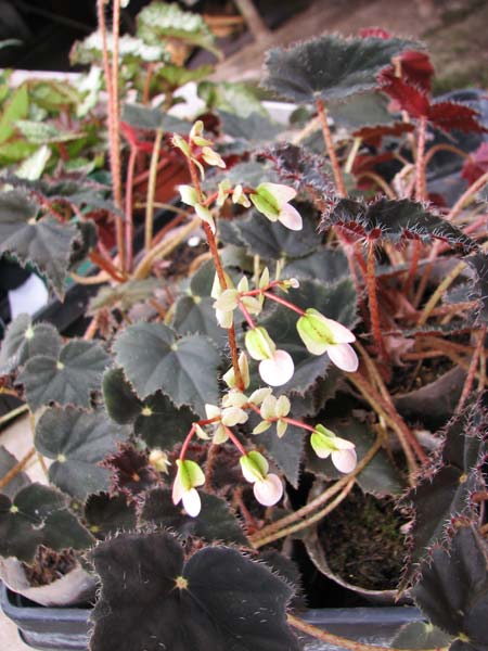 Begonia boweri 'Black Velvet'