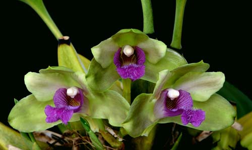 Bifrenaria inodora var. violacea