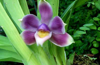 Bollea ecuadorana