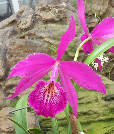 Brassavola nodosa x Cattleya maxima