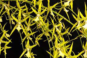 Brassidium Ashibune 'The OrchidWorks'