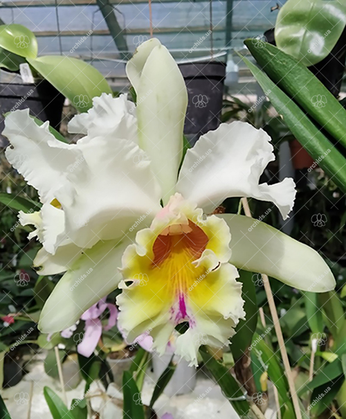 Brassocattleya Deesse 'Pakrathorn' x Mount Hood 'Mary'