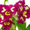 Brassolaeliocattleya Chinese Beauty 'Orchid Queen'
