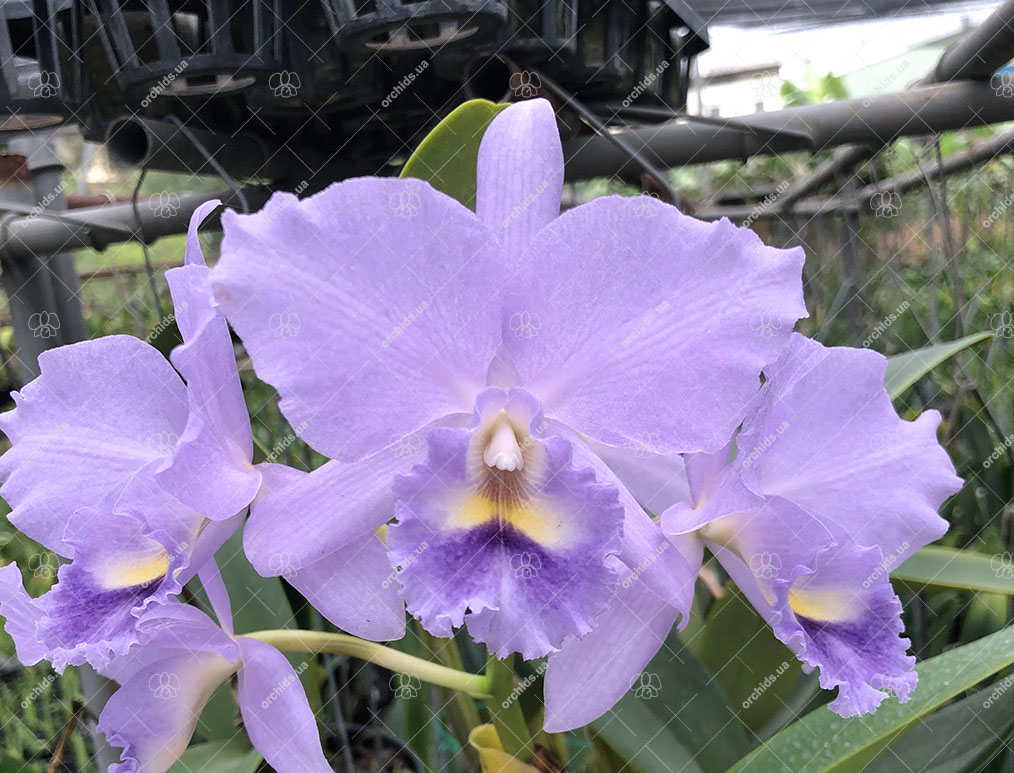 Brassolaeliocattleya Lois McNeil 'Ace'