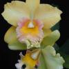 Brassolaeliocattleya Malworth 'Orchidglade'