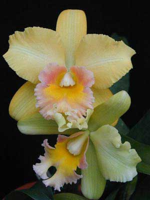 Brassolaeliocattleya Malworth 'Orchidglade'