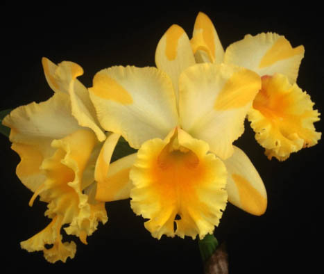 Brassolaeliocattleya Suzuki´s Golden Stipes