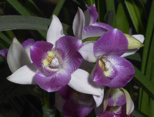 Brassolaeliocattleya Tzeng Wen Beauty x Dialaelia Snowflakes