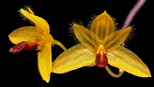 Bulbophyllum aestivale