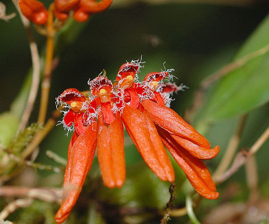 Bulbophyllum albociliatum