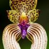 Bulbophyllum anceps