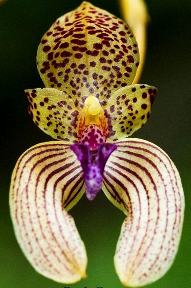 Bulbophyllum anceps