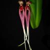 Bulbophyllum biflorum